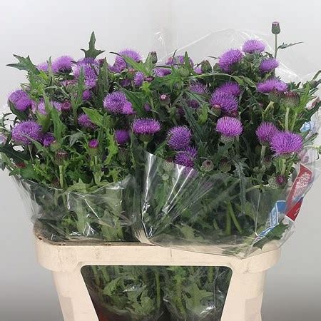 Cirsium Atropurpurea Purple 80cm | Wholesale Dutch Flowers & Florist ...