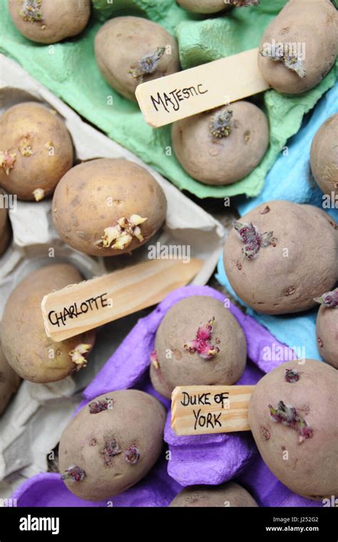 Labelled seed potatoes chitting in egg box containers indoors to ...