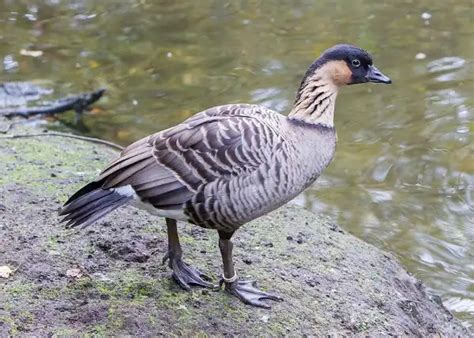 Hawaiian Goose - Facts, Size, Diet, Pictures - All Animal Facts