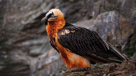 Bearded Vulture - iSafiri