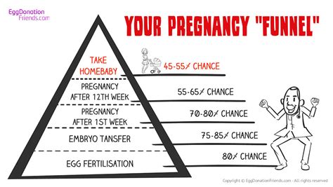 IVF with Donor Eggs - Success Rates Revealed | EggDonationFriends.com