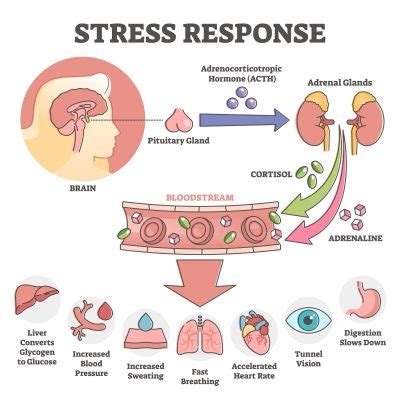 Cortisol in stress response