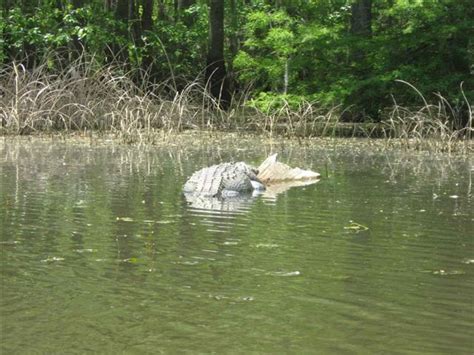 Santee Cooper Lakes - Marion and Moultrie