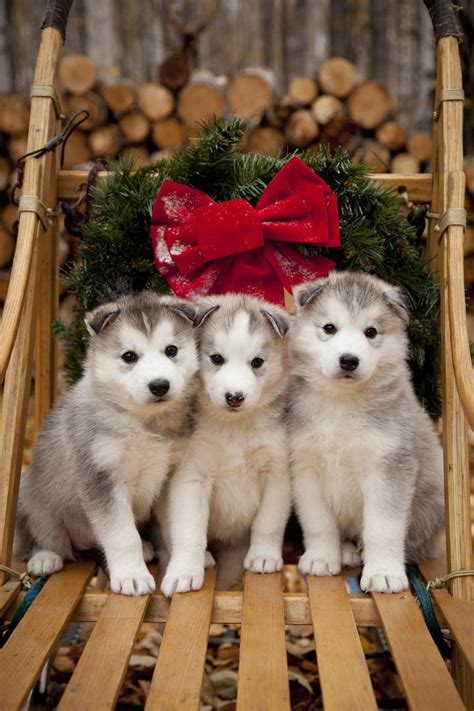 Husky Puppy Christmas Wallpapers - Wallpaper Cave