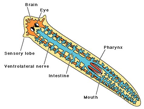 Flatworms