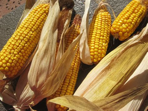 Dried Corn on Cob Free Photo Download | FreeImages