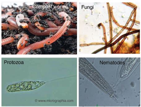 Vermicast: Worms & Microbes Working Together - Wormgear