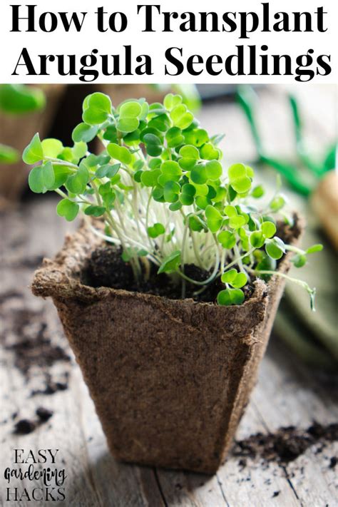 How to Transplant Arugula Seedlings - Easy Gardening Hacks™