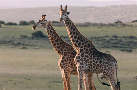 12 Cool Animals WIth Long Necks! [Pictures & Neck Length]