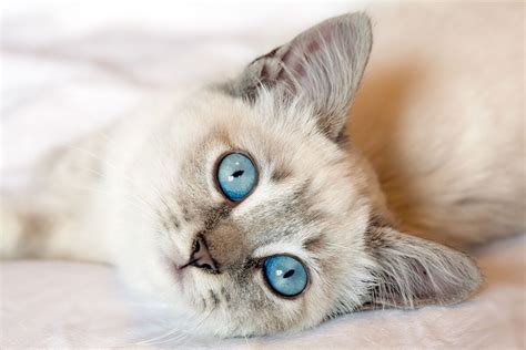 Lynx Point Siamese - A Fun Fact Extravaganza - TheCatSite