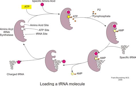 Translation of DNA - Initiation - Elongation - Termination - TeachMePhysiology