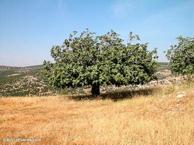 Fig Trees (BiblePlaces.com) – BiblePlaces.com