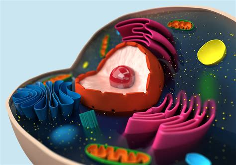 Eukaryotic Cell Model