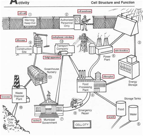 Cell City Analogy Worksheet - Abhayjere.com