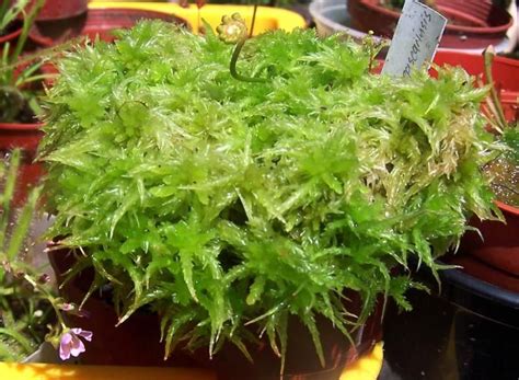 how to propagate live sphagnum moss in sg | Carnivorous plants, Plants ...