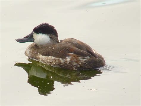 Ruddy duck, male, winter plumage | Oxyura jamaicensis. Oso F… | Flickr