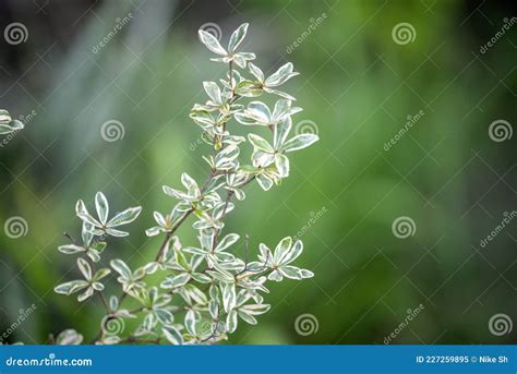 Variegated Leaves of African Talisay Stock Image - Image of tree, environment: 227259895