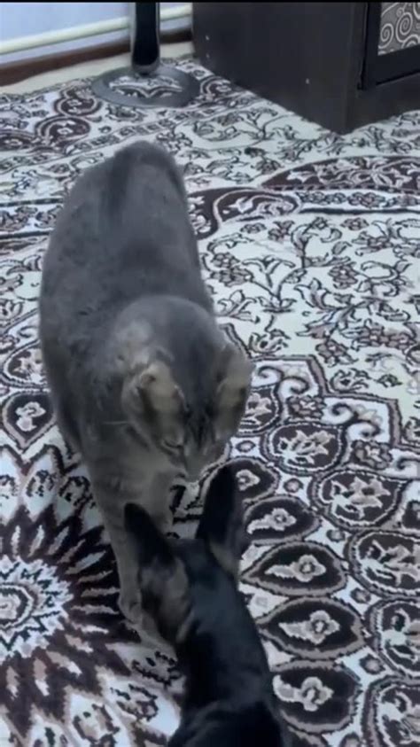 Funniest animals🐱In tiktok 😂 Funny and - One News Page VIDEO