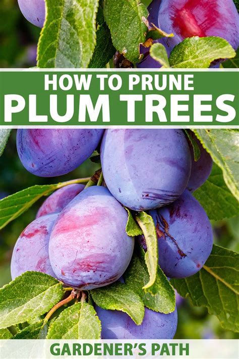 When and How to Prune Plum Trees | Gardener’s Path