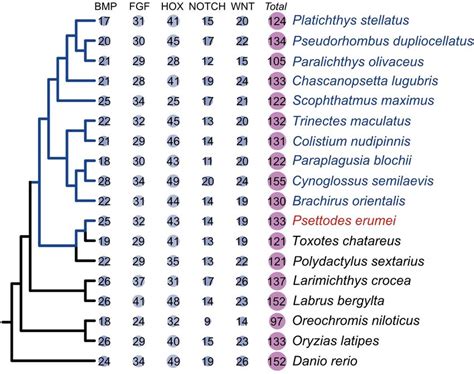 Statistics of gene number in some gene families known to mediate body... | Download Scientific ...