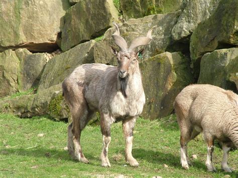 Markhor