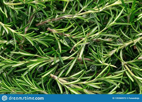 Fresh Rosemary Herb Freshly Picked from Garden. Background, Texture Stock Photo - Image of fresh ...