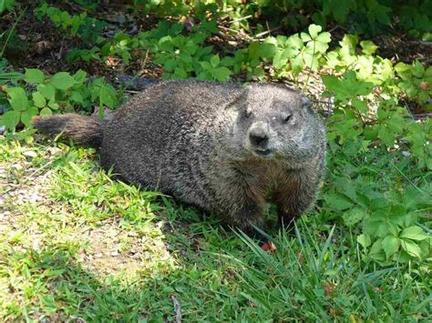 Groundhogs In Your Garden | Fasci Garden