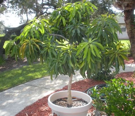 a small tree in a white planter on the side of a sidewalk next to some ...