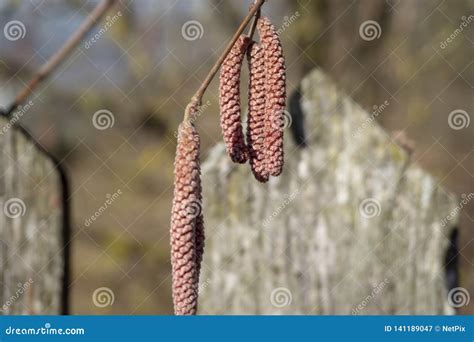 Dry Catkins of Birch Tree in Close-up Stock Image - Image of color ...