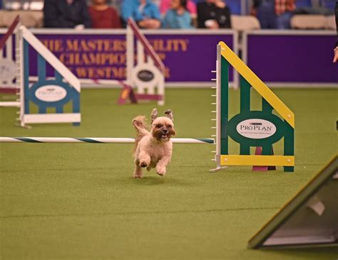 Agility action at Westminster Kennel Club Dog Show Photos - [##do_not_translate_show_name ...