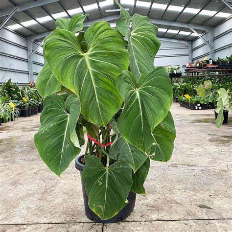 Philodendron Gloriosum – Westlake Nursery