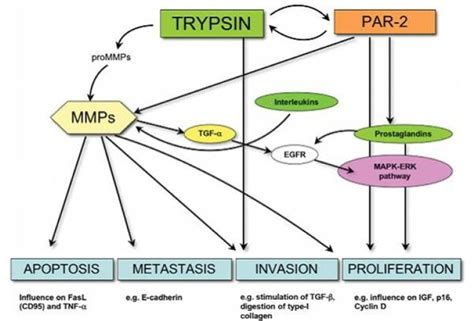 Simplified model showing current knowledge of trypsin interaction with ...