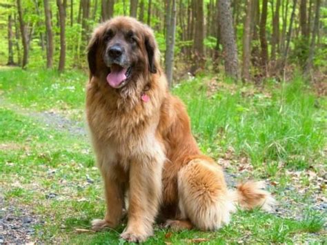 Leonberger Progression: Growth Chart, Milestones, and Training Tips