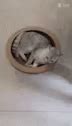 Cat Roomba GIF - Cat Roomba - Discover & Share GIFs