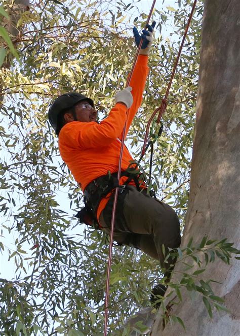 CG festival shows tree climbing is more difficult than it sounds | Area News | pinalcentral.com