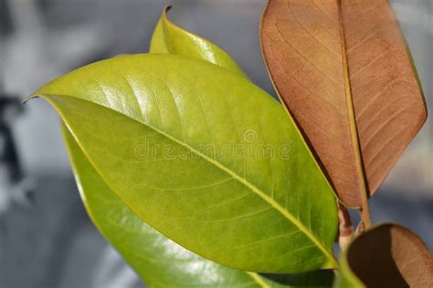 Southern magnolia stock photo. Image of shrub, tree - 218295220