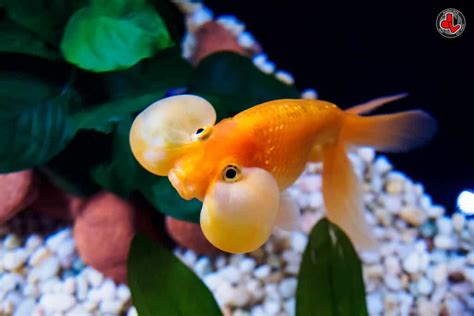 Bubble Eye Goldfish Care: Size, Lifespan, Tank Mates And More