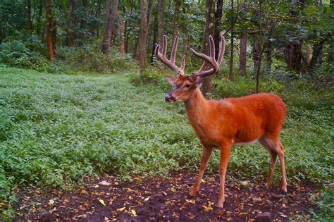 Tracking Velvet Whitetail Bucks Using Trail Cameras | The Buck Advisors