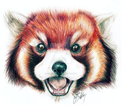 Red Panda Drawing. by ChibiVoltage on DeviantArt