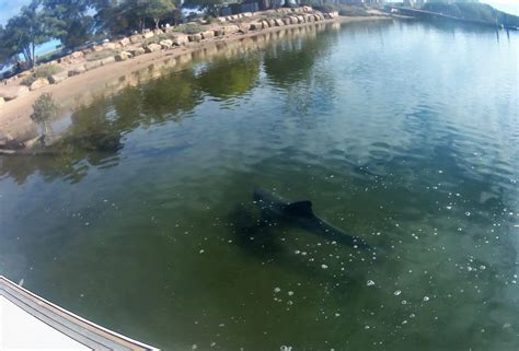 Review Needed For The Adelaide Dolphin Sanctuary Act – Marine Life ...