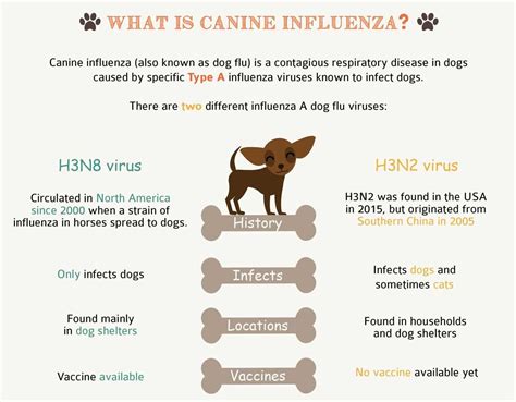 Does My Dog Need Canine Influenza Vaccine