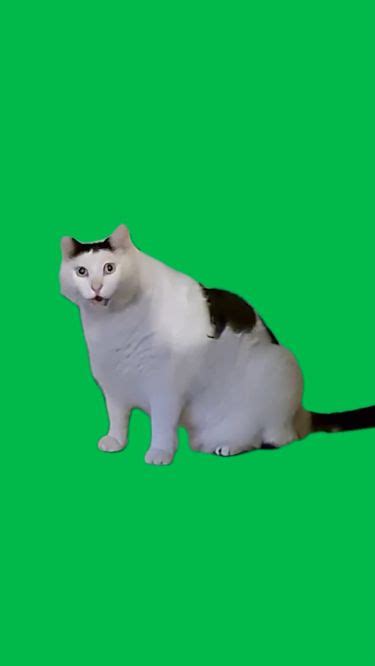 Green Screen Huh Cat Meme | Cat and dog memes, Happy cat gif, Cat memes