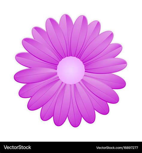 Purple flower on white background Royalty Free Vector Image