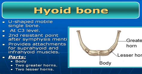 (PDF) WordPress.com...Posterior Triangle Boundaries: Anterior:. Sternocleidoma -stoid Muscle ...