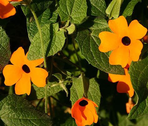 Black Eyed Susan Vine Thunbergia Alata Seeds