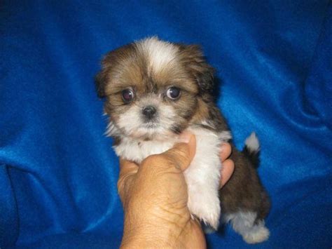 Beautiful super tiny Toy shih tzu puppy ( male )---9 weeks old for Sale in Phelan, California ...
