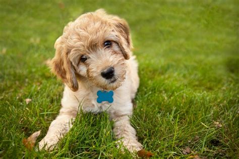 Do Hypoallergenic Dogs Actually Exist? - Harpeth Hills Animal Hospital ...