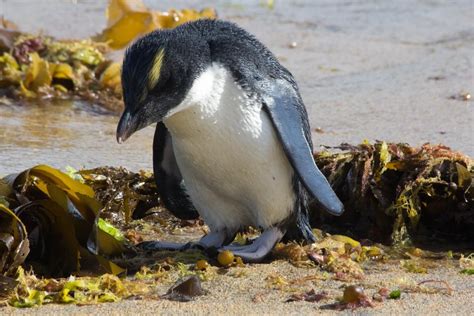 Fiordland crested penguin (Eudyptes pachyrhynchus) fledgling Sea Birds, Wild Birds, Travel Humor ...