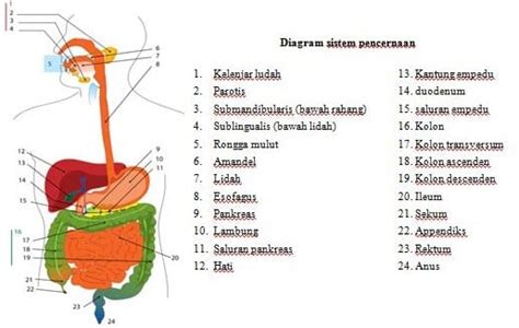 Sistem Pencernaan Pada Manusia : Pengertian, Fungsi, Struktur, Jenis ...