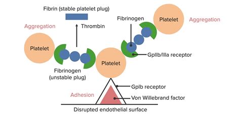 Coagulation Studies | Concise Medical Knowledge